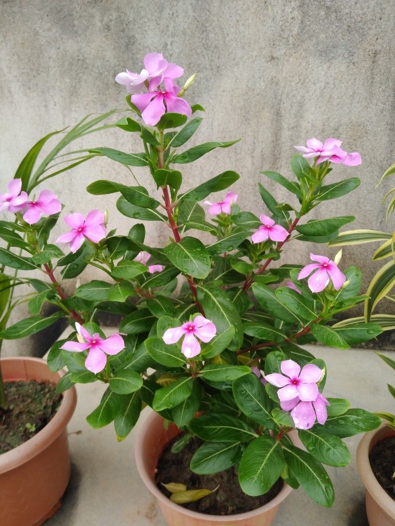 Vinca rosea Plant (Sadhabhar)